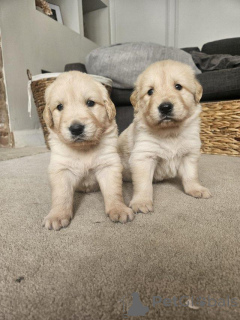 Photo №1. golden retriever - à vendre en ville de Anvers | Gratuit | Annonce №154058