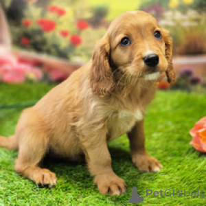 Photo №4. Je vais vendre cavalier king charles spaniel en ville de Sydney. annonce privée - prix - 581€