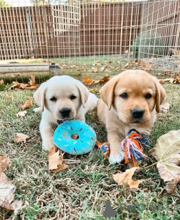 Photo №3. Labrador Retriever Welpen Zur adoption. Allemagne