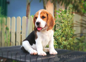 Photo №1. beagle - à vendre en ville de Arnsberg | négocié | Annonce №169299