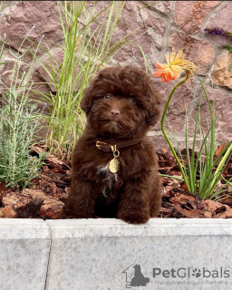 Photo №3. Adorables chiots Cavachon. Allemagne