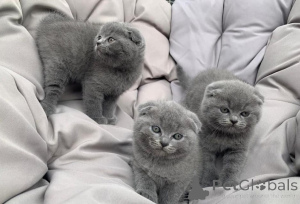 Photo №2 de l'annonce № 155591 de la vente scottish fold - acheter à L'Autriche 
