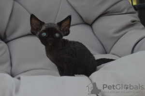 Photo №1. devon rex - à vendre en ville de Мадрид | 400€ | Annonce № 119942