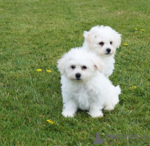 Photo №1. bichon à poil frisé - à vendre en ville de Hagen | Gratuit | Annonce №123643