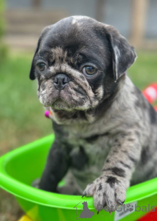 Photo №1. carlin - à vendre en ville de Sabor | 1500€ | Annonce №148405