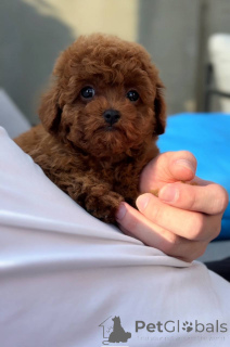 Photo №1. caniche (jouet) - à vendre en ville de Birmingham | 450€ | Annonce №143765