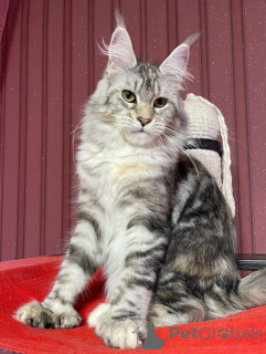Photo №4. Je vais vendre maine coon en ville de Aston. éleveur - prix - négocié