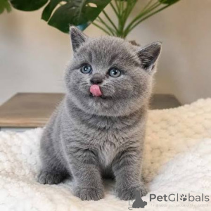Photo №1. british shorthair - à vendre en ville de Derby | négocié | Annonce № 173802