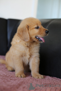 Photos supplémentaires: Chiots GOLDEN RETRIEVER-golden et dark gold, ZKwP, après champions, type