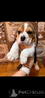 Photo №2 de l'annonce № 162855 de la vente  - acheter à Belgique 