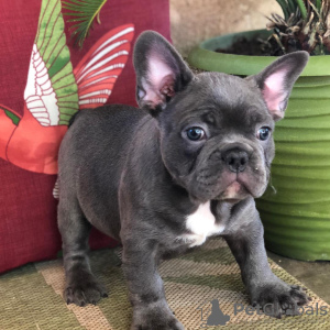 Photo №1. bouledogue - à vendre en ville de Porvoo | Gratuit | Annonce №128373