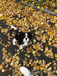 Photo №2 de l'annonce № 27774 de la vente cavalier king charles spaniel - acheter à République Tchèque annonce privée