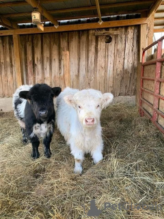 Photo №4. Je vais vendre  en ville de Berlin. annonce privée - prix - 700€