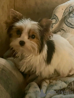 Photo №1. yorkshire terrier - à vendre en ville de Paris | 200€ | Annonce №126836
