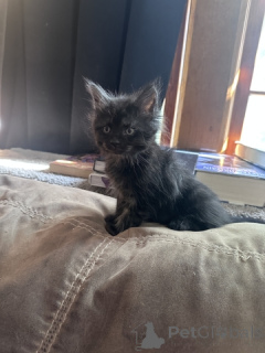 Photo №3. 1/2 Maine Coon Kittens. USA