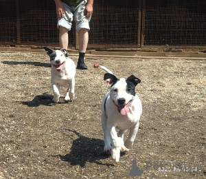 Photo №2 de l'annonce № 146005 de la vente american staffordshire terrier - acheter à Fédération de Russie 