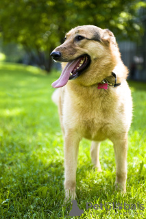 Photo №2 de l'annonce № 8008 de la vente chien bâtard - acheter à Fédération de Russie de l'abri