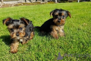 Photo №1. yorkshire terrier - à vendre en ville de Berlin | 450€ | Annonce №149687