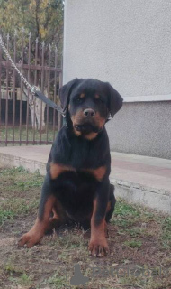 Photo №2 de l'annonce № 157080 de la vente rottweiler - acheter à Serbie 