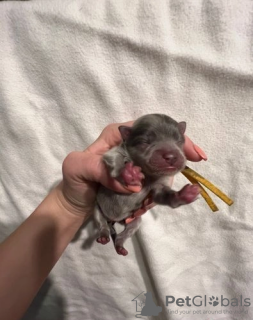 Photo №3. PARTI & MERLE XS CHIOTS DOUBLE POIL POMÉRANIEN. USA