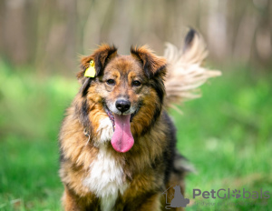 Photo №1. chien bâtard - à vendre en ville de Москва | Gratuit | Annonce №129399