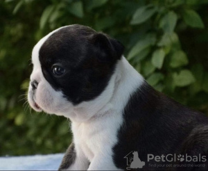 Photo №1. terrier de boston - à vendre en ville de Belgrade | négocié | Annonce №114441