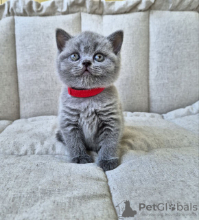 Photo №2 de l'annonce № 104274 de la vente british shorthair - acheter à Fédération de Russie éleveur