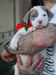 Photo №2 de l'annonce № 160712 de la vente  - acheter à Suède éleveur