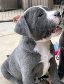 Photo №2 de l'annonce № 168966 de la vente american pit bull terrier - acheter à Allemagne éleveur