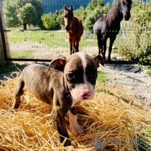 Photo №4. Je vais vendre american bully en ville de Cologne. éleveur - prix - 455€