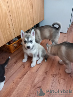 Photo №1. husky de sibérie - à vendre en ville de Эребру | Gratuit | Annonce №89567