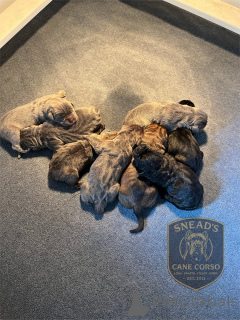 Photo №3. Nuttede Cane Corso hvalpe søger et kærligt hjem for altid. Danemark