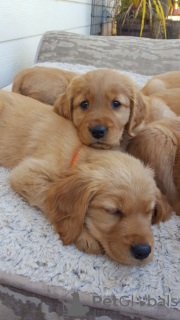 Photo №4. Je vais vendre golden retriever en ville de Los Angeles. annonce privée - prix - 284€