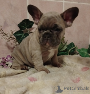 Photos supplémentaires: Bouledogue français.