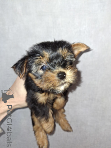 Photo №2 de l'annonce № 161488 de la vente biewer yorkshire terrier, bichon à poil frisé, west highland white terrier, yorkshire terrier, lakeland terrier - acheter à Lituanie annonce privée, de la fourrière, éleveur