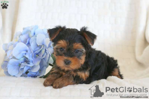 Photo №3. Chiots yorkshire terrier. Allemagne