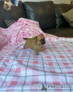 Photo №4. Je vais vendre griffon bruxellois en ville de Vilnius. annonce privée, éleveur - prix - 650€