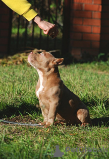 Photos supplémentaires: Chiots tyrans américains