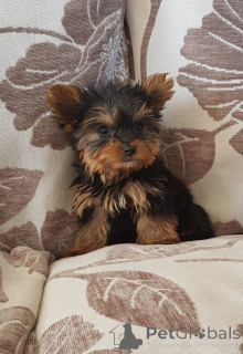Photo №2 de l'annonce № 167525 de la vente yorkshire terrier - acheter à Danemark annonce privée, éleveur