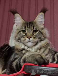 Photo №3. Chatons Maine Coon. USA