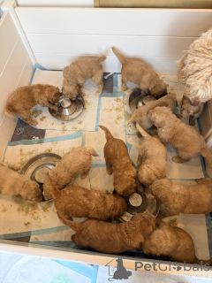 Photo №1. labradoodle - à vendre en ville de Holstebro | négocié | Annonce №169949