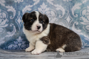 Photo №4. Je vais vendre welsh corgi en ville de Kamenskoe. de la fourrière - prix - 1000€