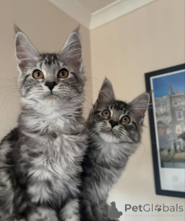 Photo №1. maine coon - à vendre en ville de Dudedorf | négocié | Annonce № 176854