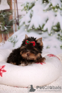 Photo №1. yorkshire terrier - à vendre en ville de Grossarl | Gratuit | Annonce №119308