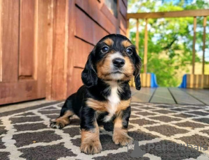 Photo №1. chien bâtard - à vendre en ville de Berlin | 400€ | Annonce №121621