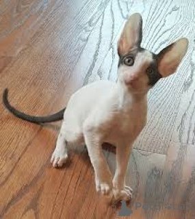 Photo №1. oriental shorthair - à vendre en ville de Marseille | 500€ | Annonce № 165941