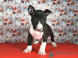 Photo №2 de l'annonce № 175422 de la vente bull terrier - acheter à Lituanie annonce privée, éleveur
