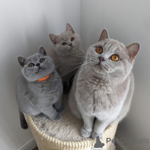 Photo №1. british shorthair - à vendre en ville de Helsinki | négocié | Annonce № 168547