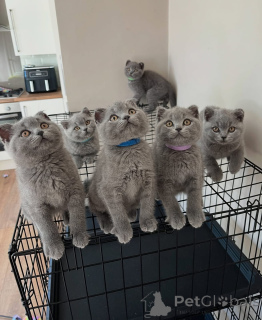 Photo №1. british shorthair - à vendre en ville de Munich | négocié | Annonce № 161155