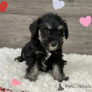 Photo №1. schnauzer miniature - à vendre en ville de Bruxelles | 750€ | Annonce №160518